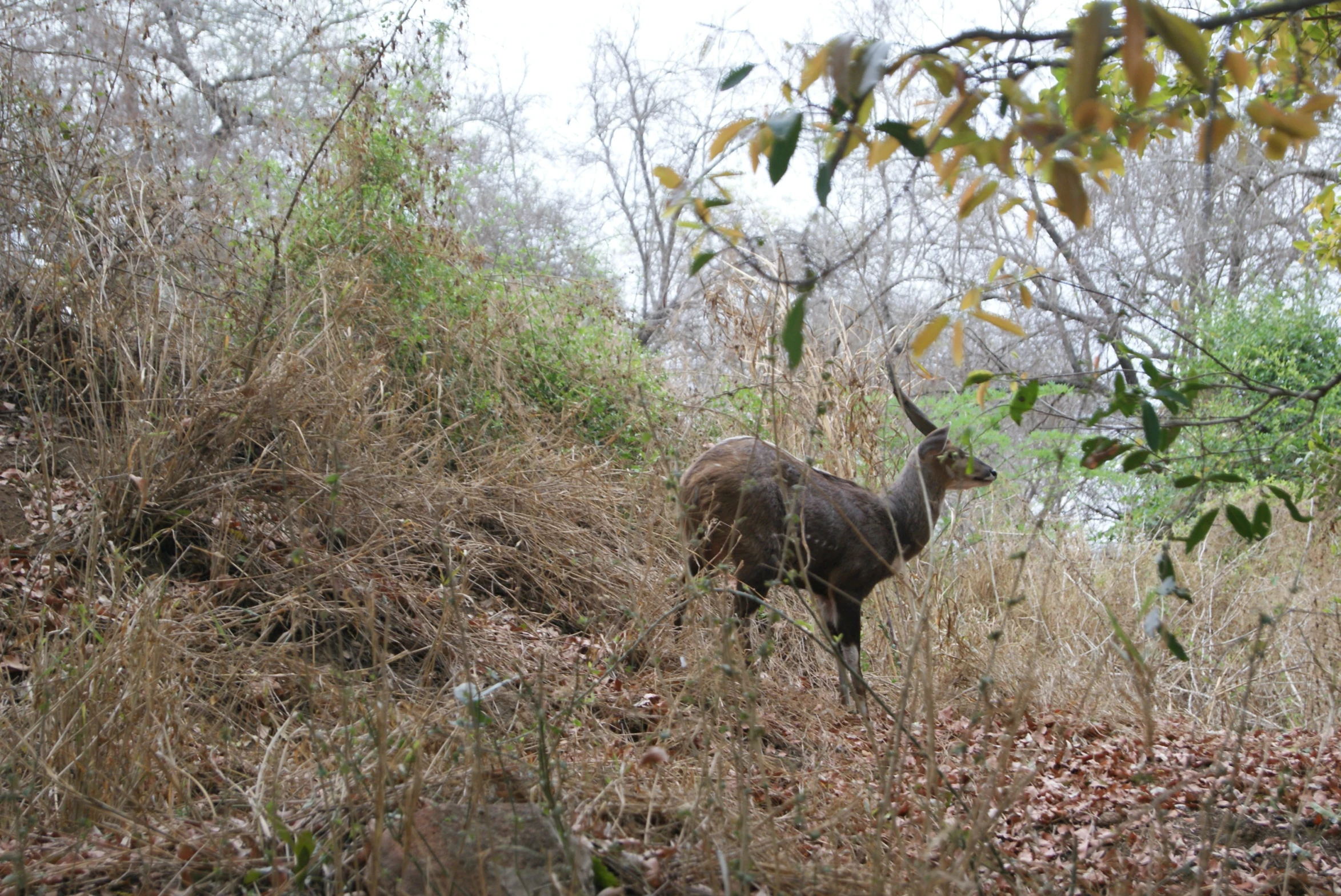 a horned animal is standing alone in a wooded area