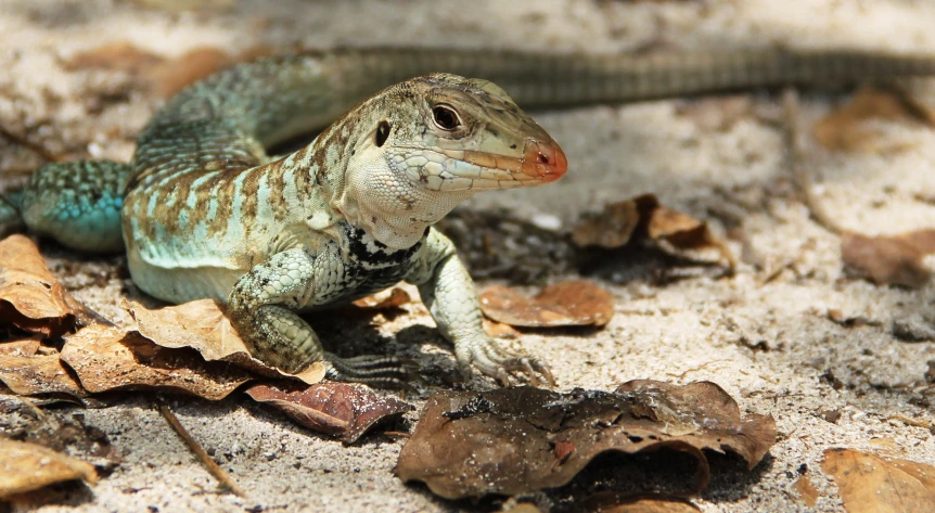 an animal that is sitting in the dirt