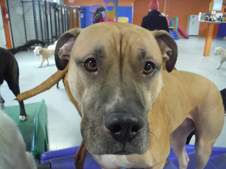 a dog in an animal shelter with other dogs