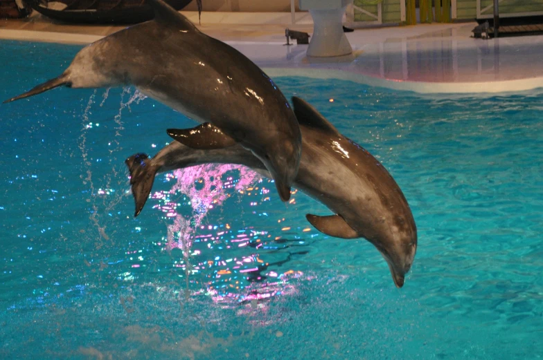 two dolphin swimming in an aquarium with blue water