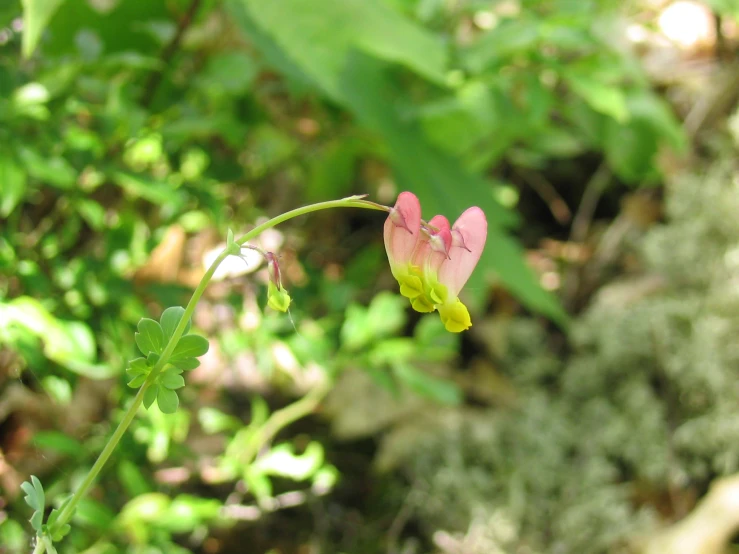 a pink flower that is growing out of some vegetation