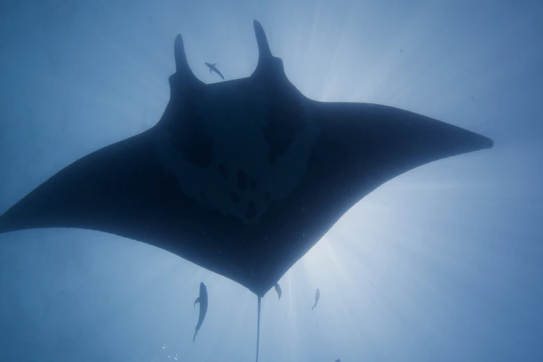 rays shine in the water as many fish swim by