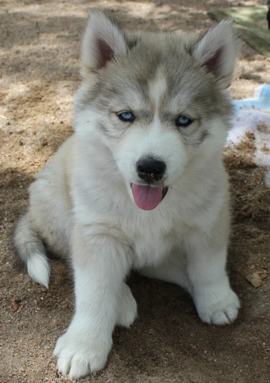 a dog that is sitting down in the dirt