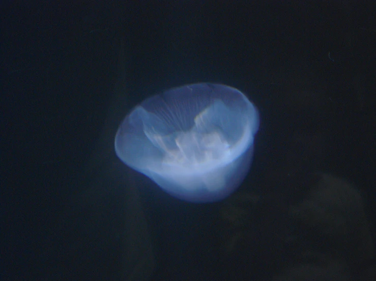 jellyfish looking up at the camera through its body