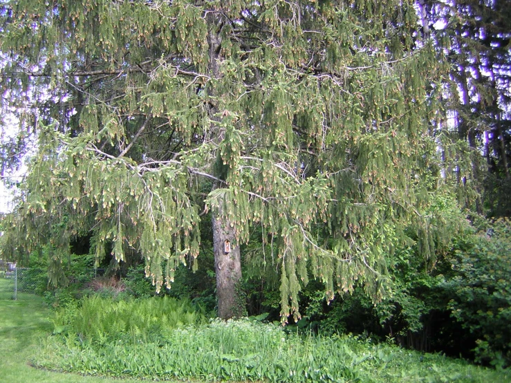 a tree that is standing in the grass