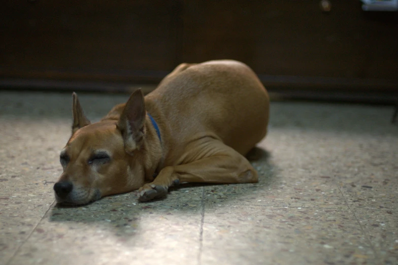 small dog with one ear flap sleeping on tile