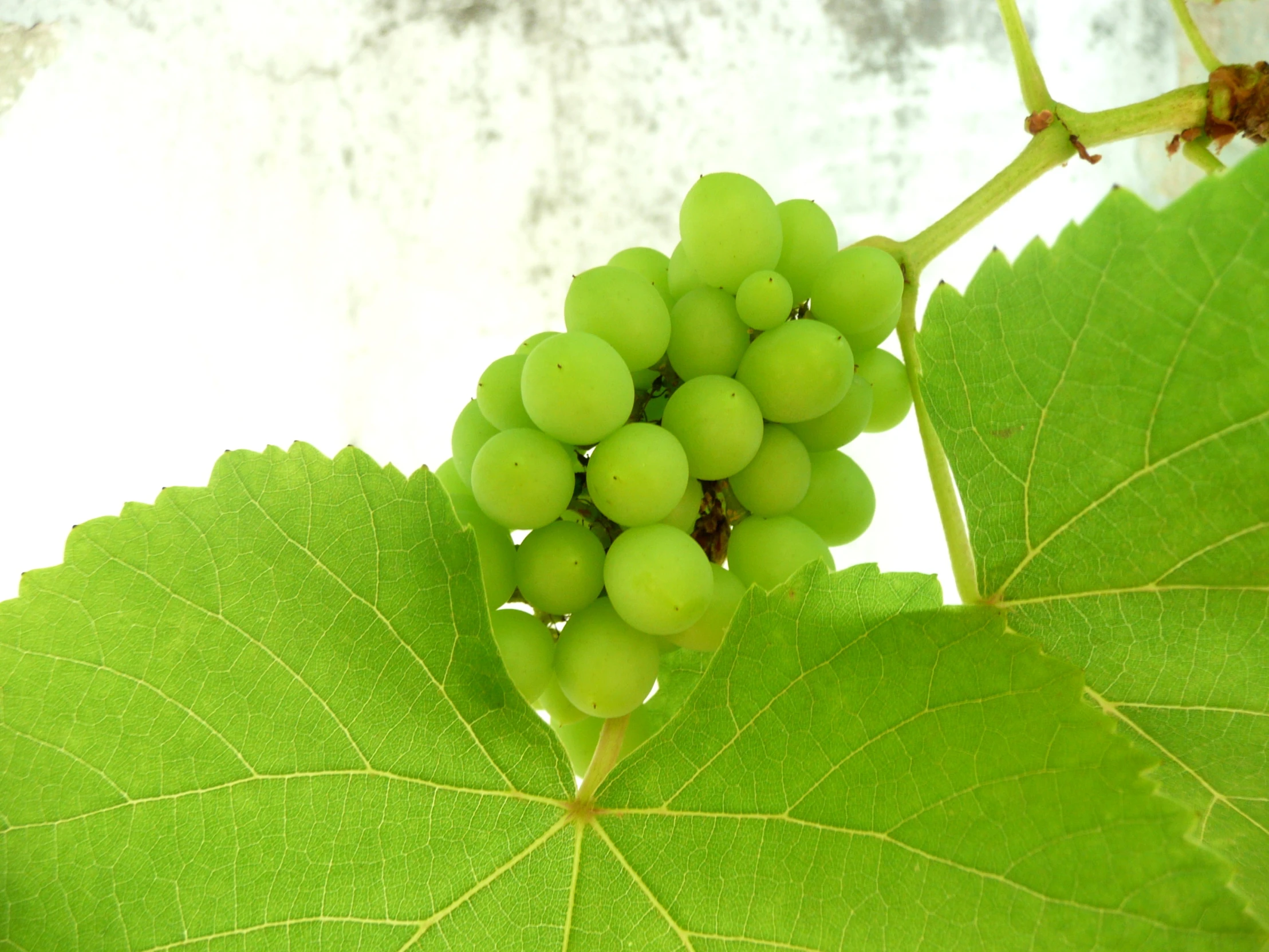 some green gs are sitting on top of a leaf