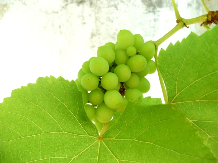 some green gs are sitting on top of a leaf