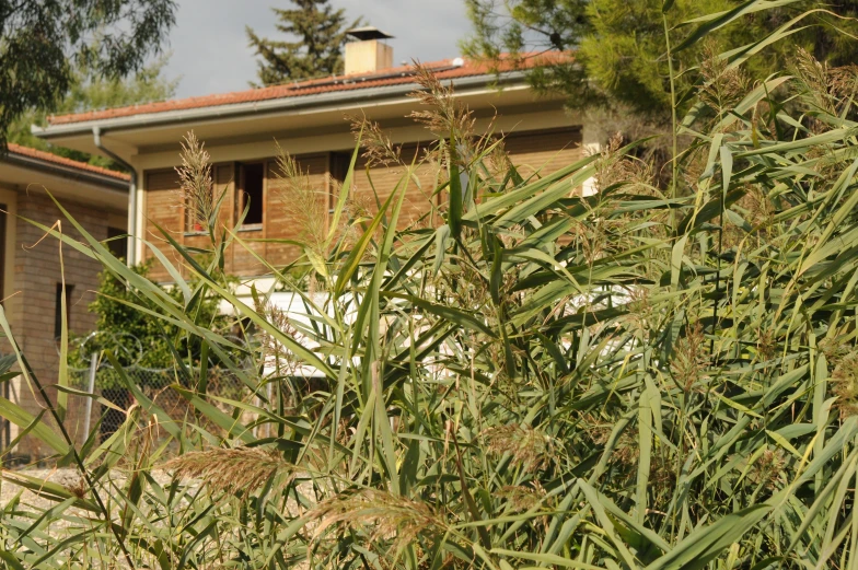 a building sits in the background of tall grass