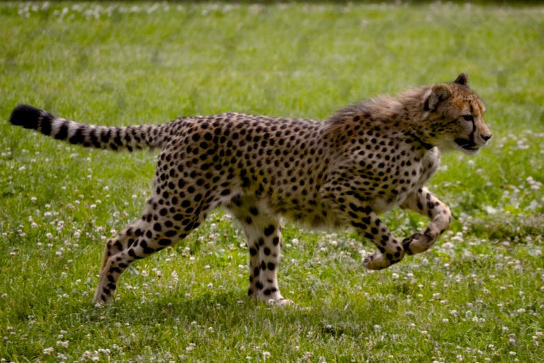 the large cheetah is running in a field