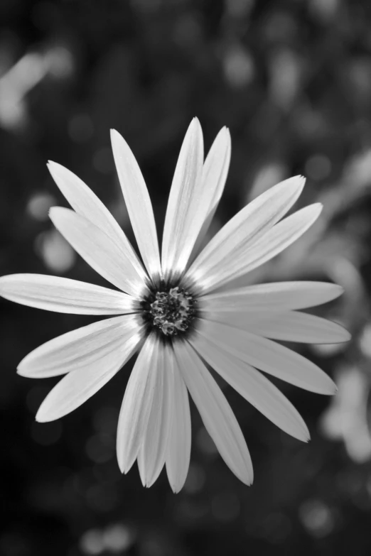 black and white po of a flower