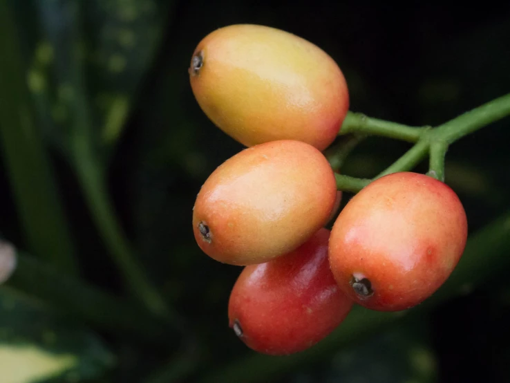 three fruits are on a small tree