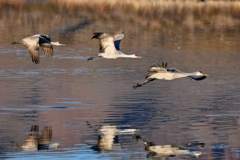 a group of birds flying over a lake