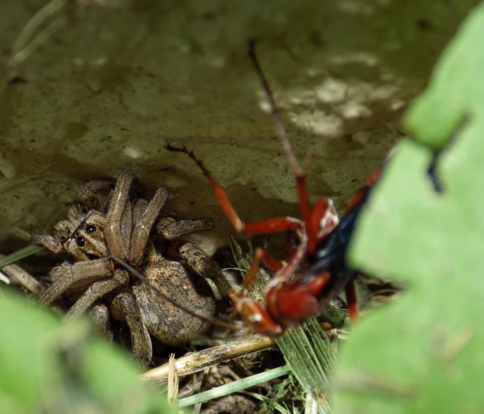 a close up view of a big brown spider