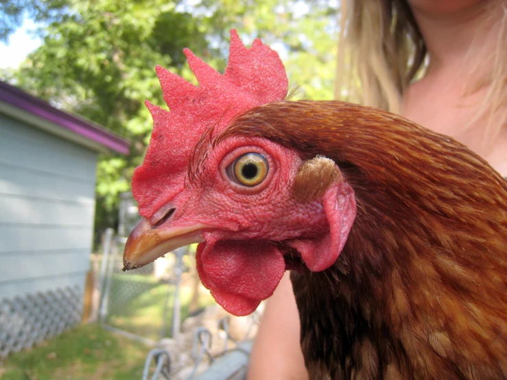 a close up of the head of a chicken in front of a person