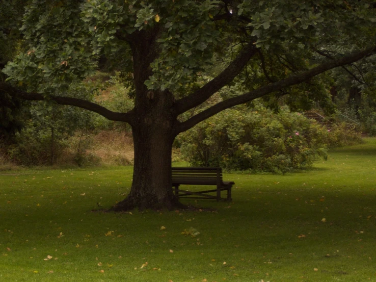 a park bench sitting under a large tree in a grassy field