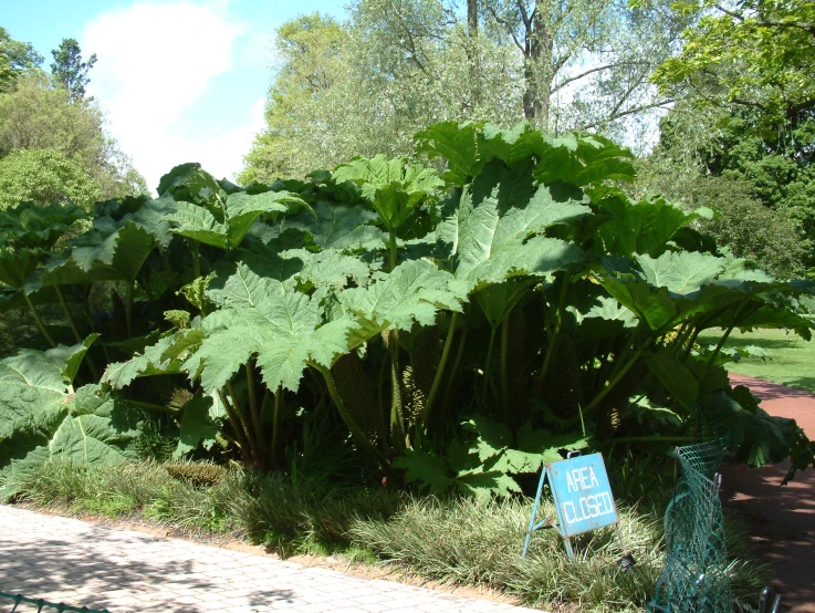 an area with large plants and various types of trees