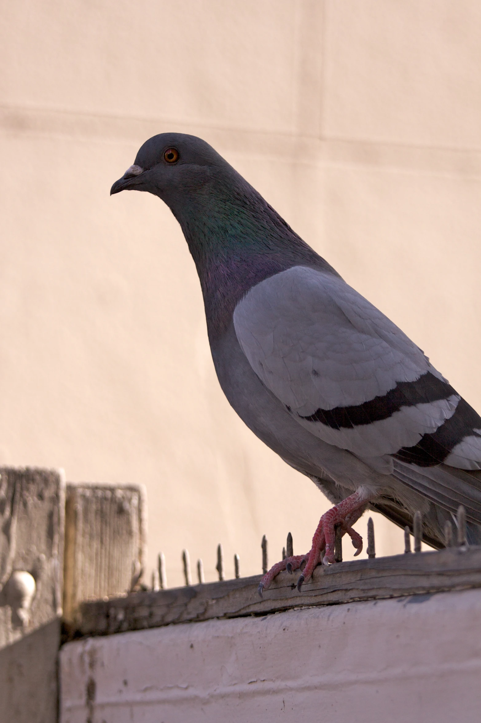 a bird sitting on top of a cement box