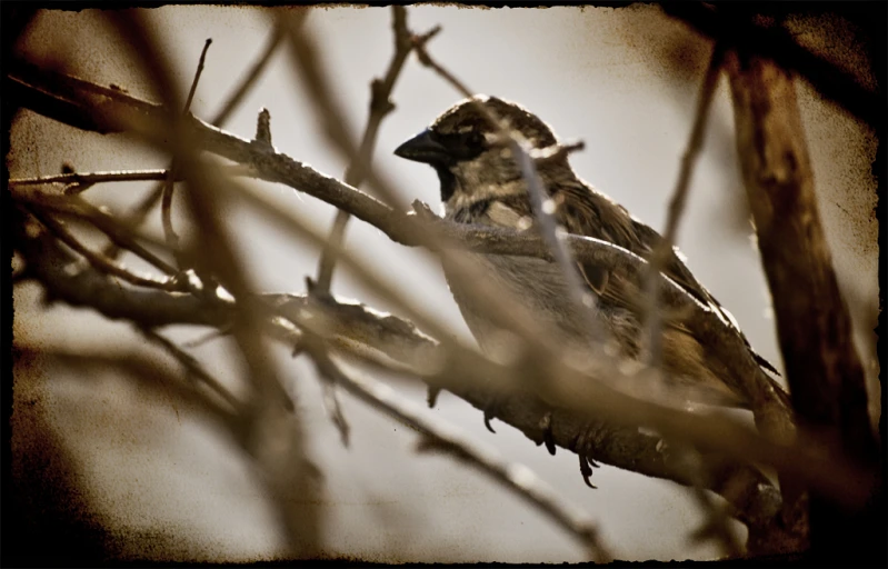 a small brown and white bird on a nch