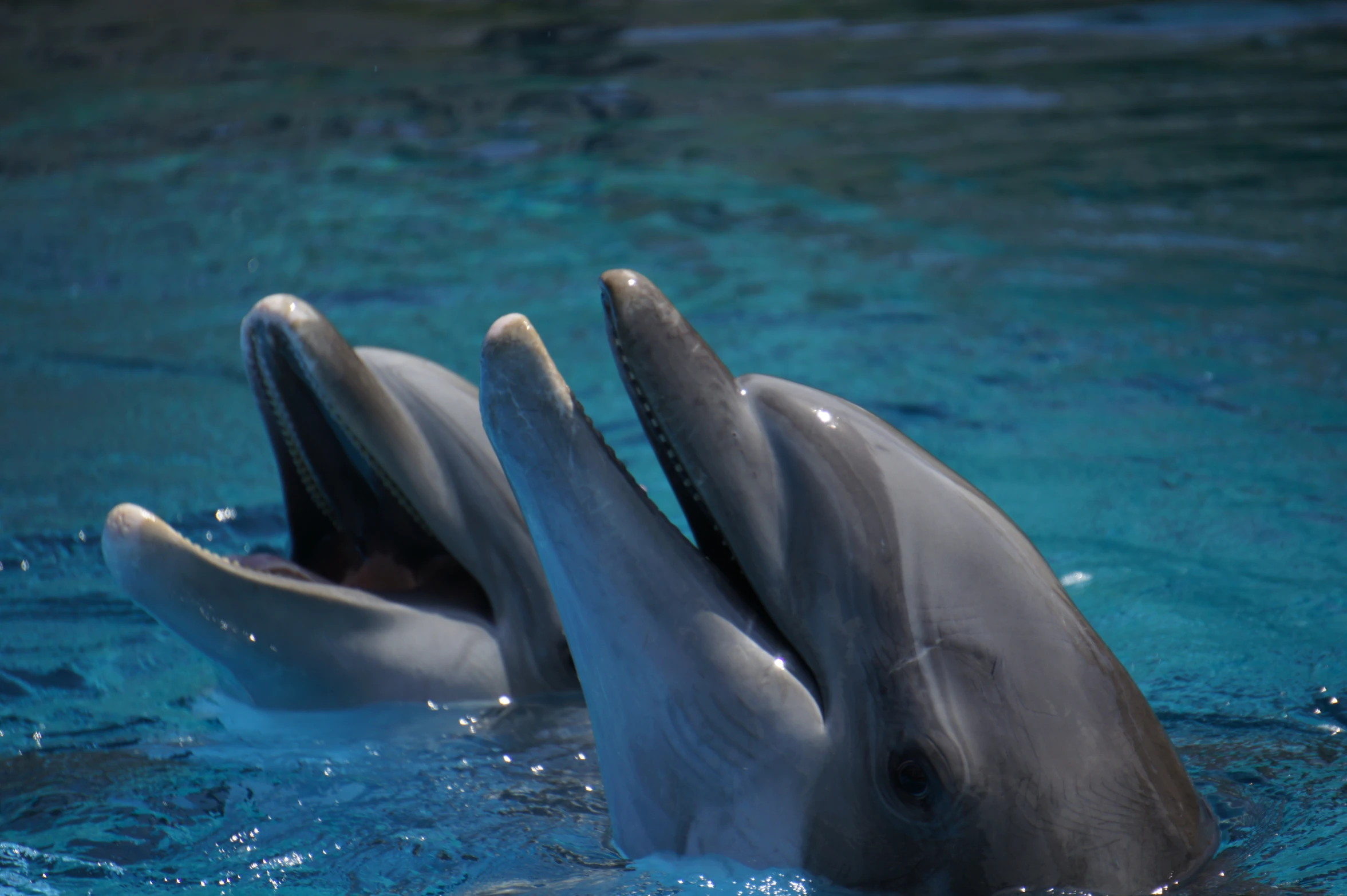 a pair of dolphins swim through a pool