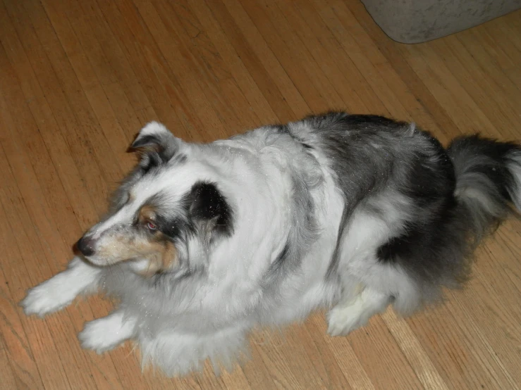 a fluffy dog is lying on the floor