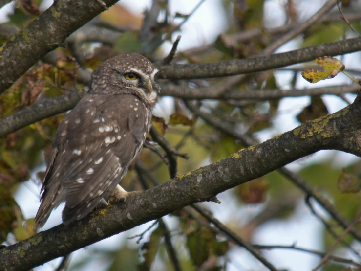 a bird perched on top of a tree nch