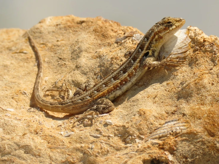 small lizard with an over head stare sitting on a rock