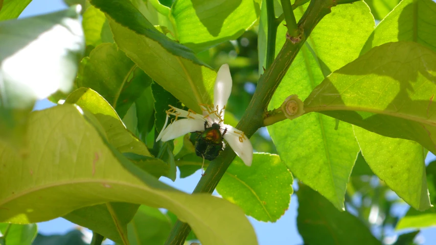 a close up of a small white flower in the tree