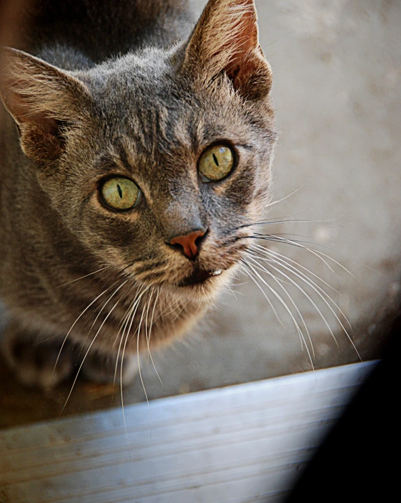 the cat is sitting on a wooden ledge