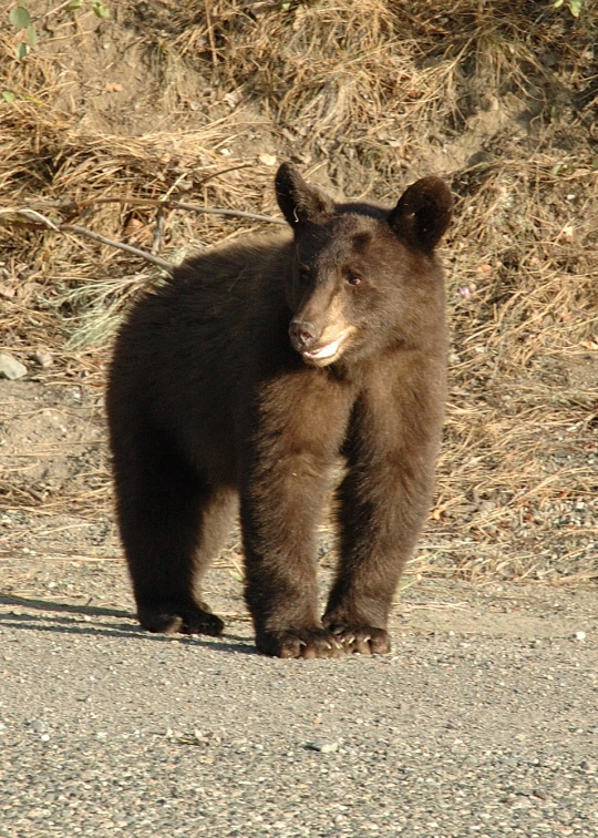 a baby brown bear walking on top of a dirt road