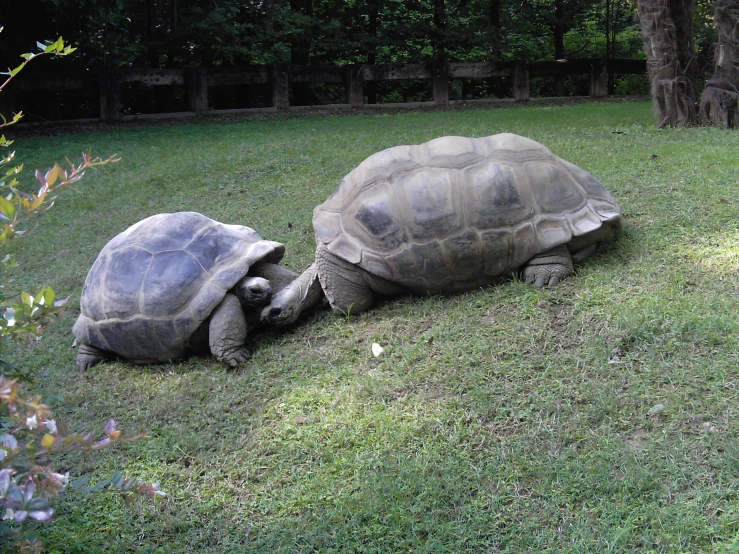 two large tortoises on the side of a grassy hill