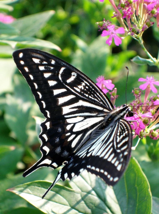 a erfly sitting on a plant next to flowers