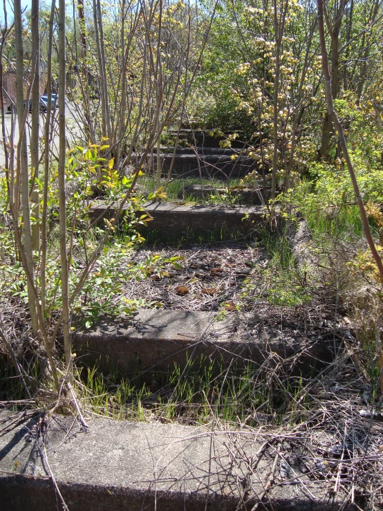 stairs that lead to the woods are growing tall
