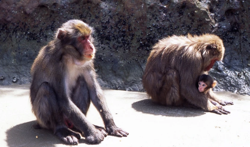 two monkeys sitting next to each other in front of rocks