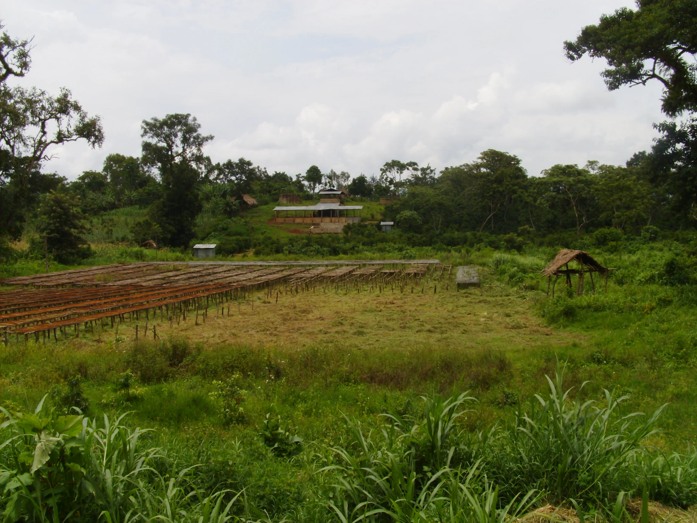 a big field with some green plants in it