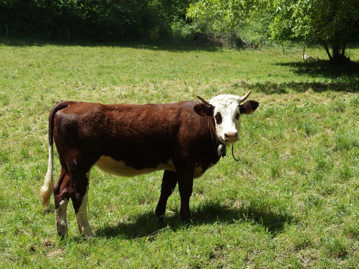 a brown and white cow in a grassy area