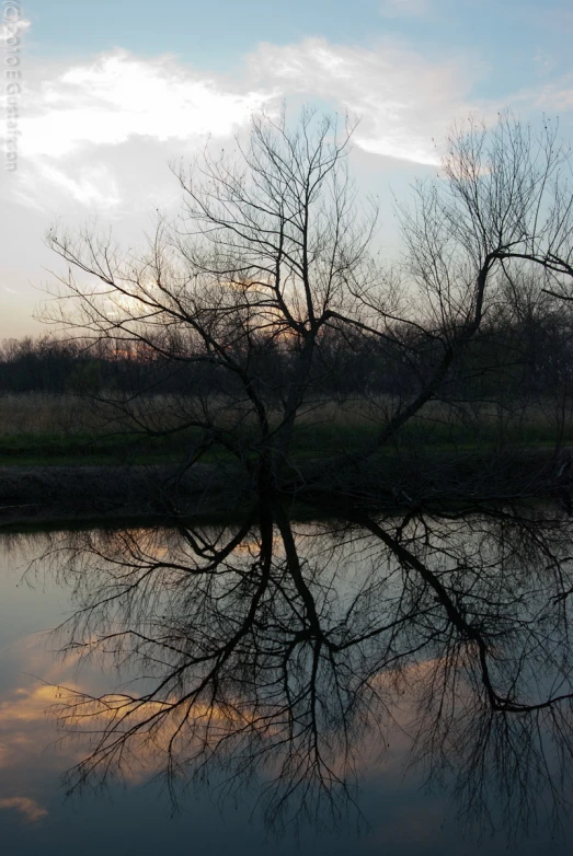 a tree without leaves is shown reflecting in the water