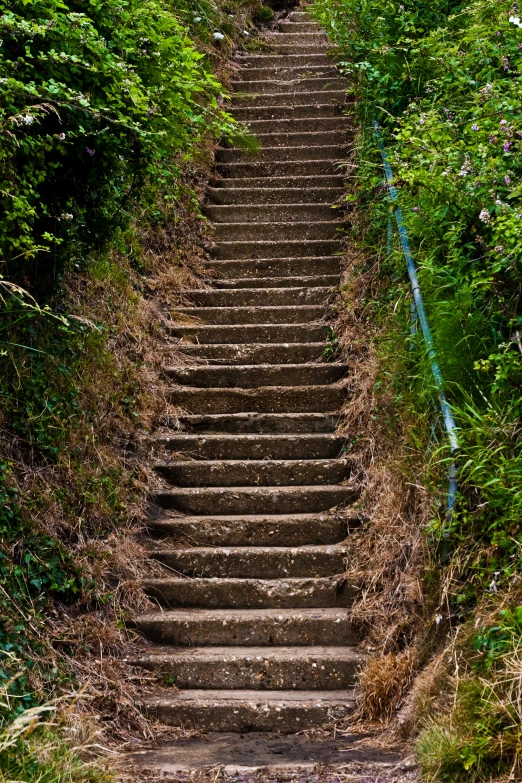 a bunch of steps that are surrounded by plants