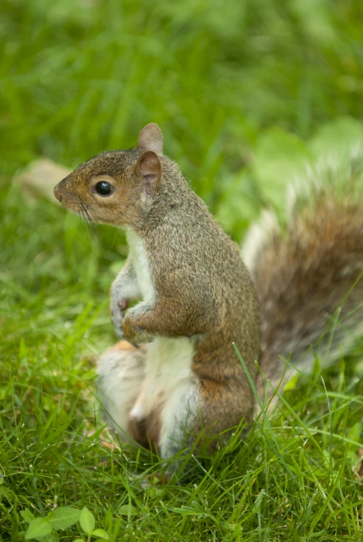 a small squirrel is sitting on its hind legs