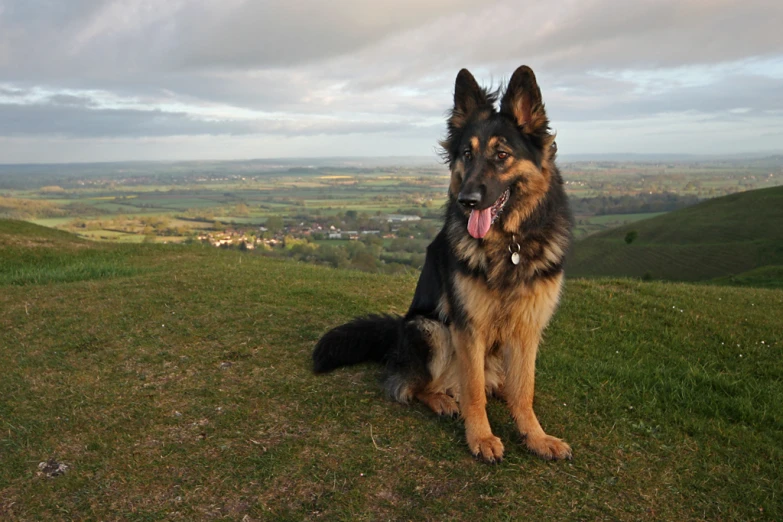 a dog sitting on top of a green grass covered hillside