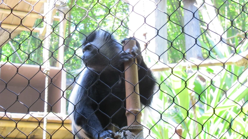 a monkey holding onto a fence with trees in the background