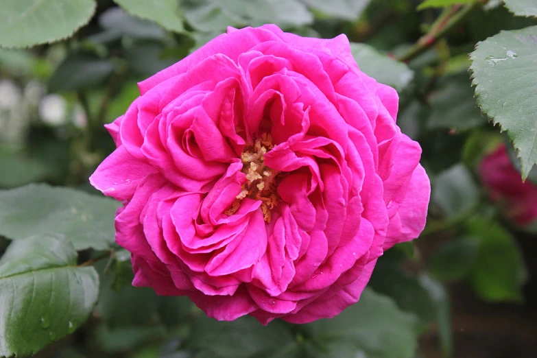 a very pretty pink flower surrounded by green leaves