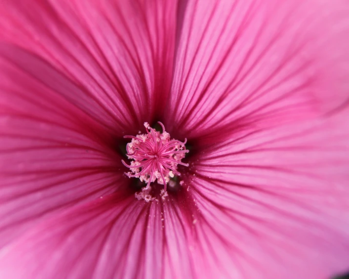 the pink petals are really fuzzy in this picture