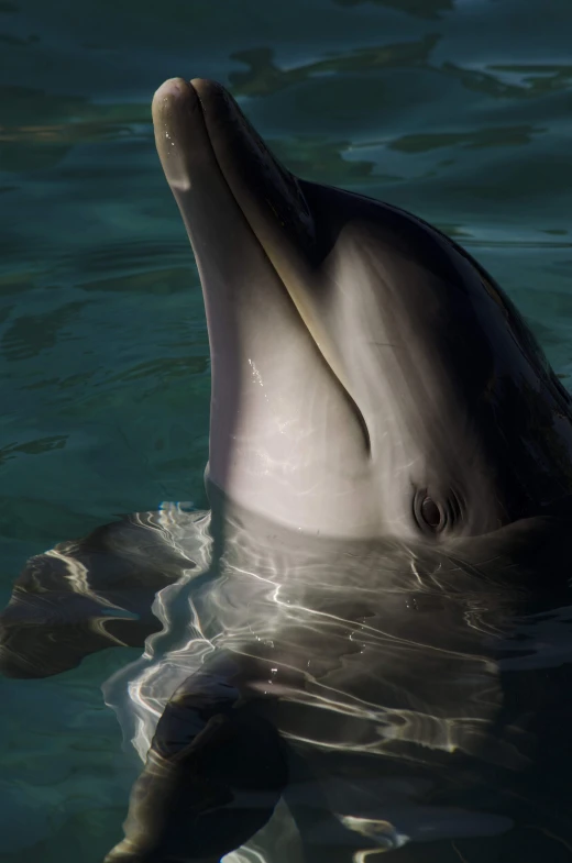 a close up view of an ocean animal swimming in water