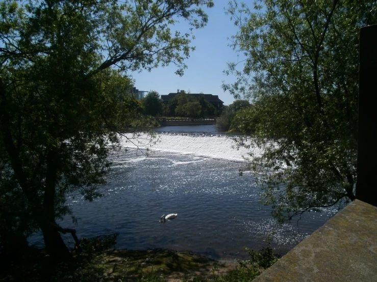 the birds are sitting on the bank of the water