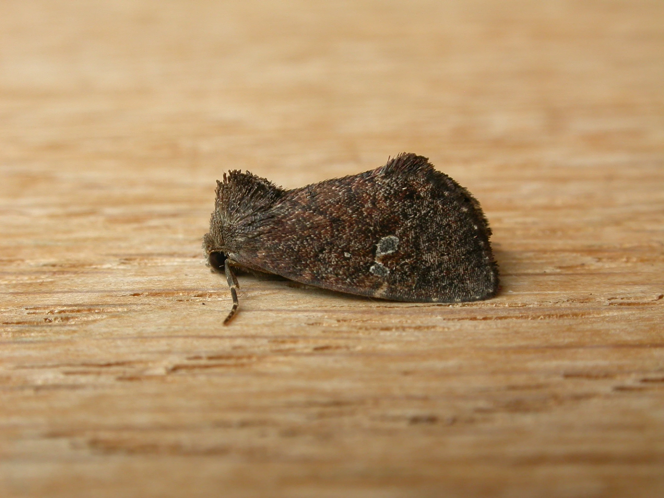 small moth sitting on a wooden surface, with eyes closed