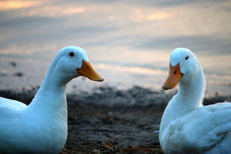 two ducks walking next to a river on land