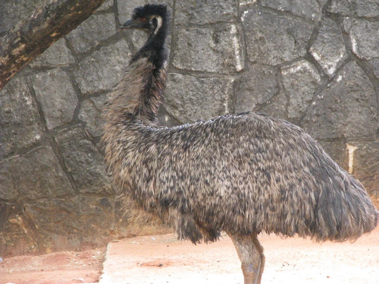 a very small bird in an enclosure next to a rock wall