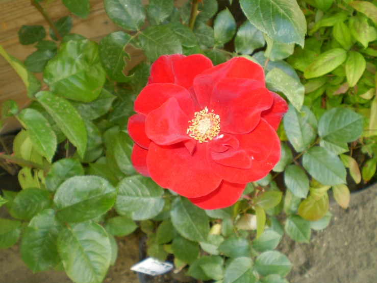 the large red flower has been blooming on many plants