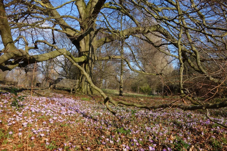 trees and flowers are growing in a forest